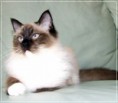 /album/kitty/kitty-2014042104-jpg/